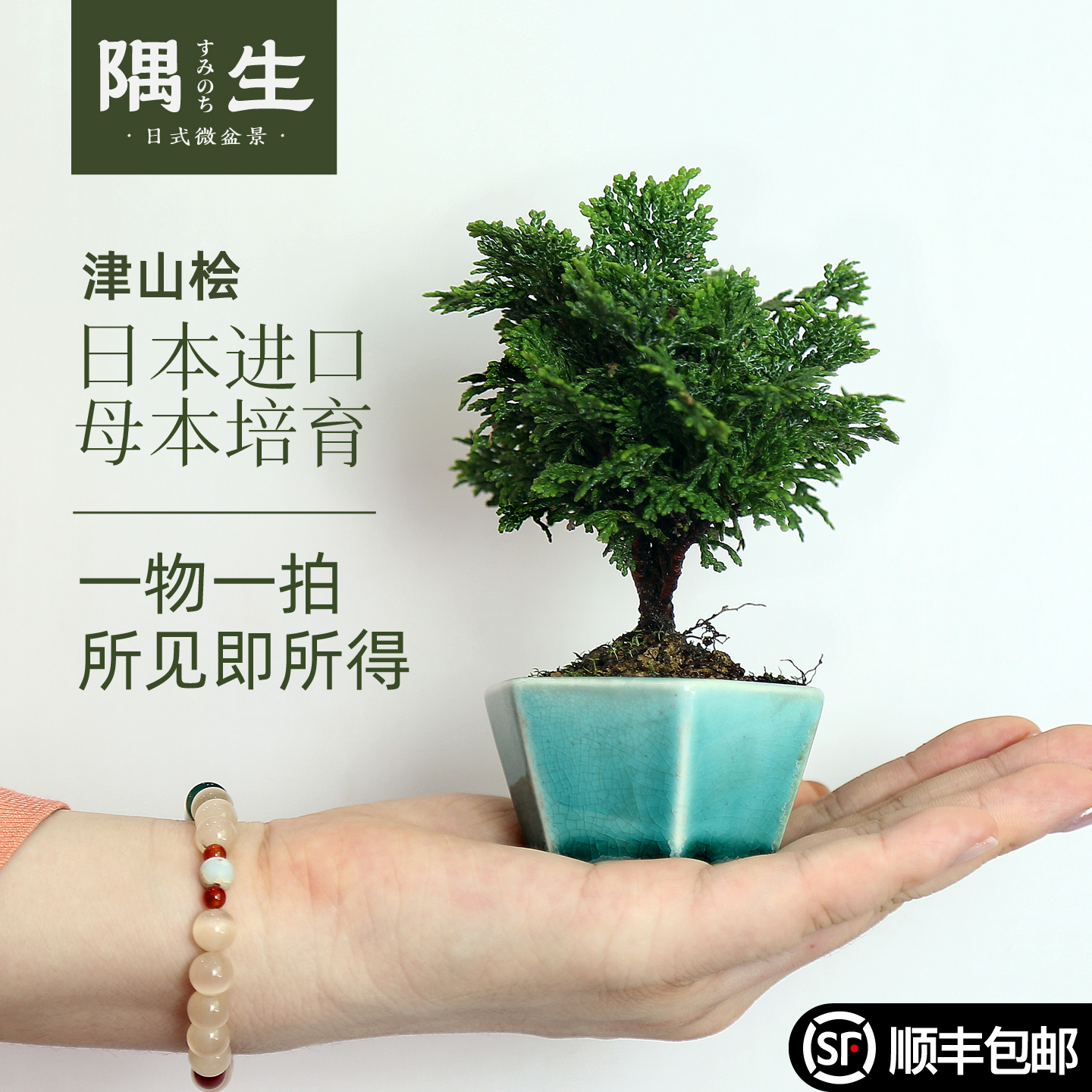 日本桧柏老树龄进口品种小盆栽