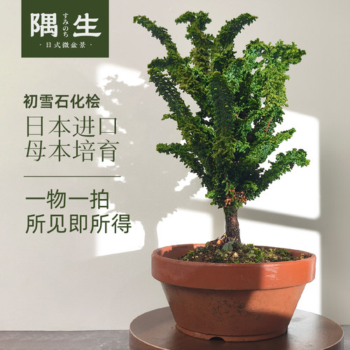 初雪石化桧盆景一物一拍