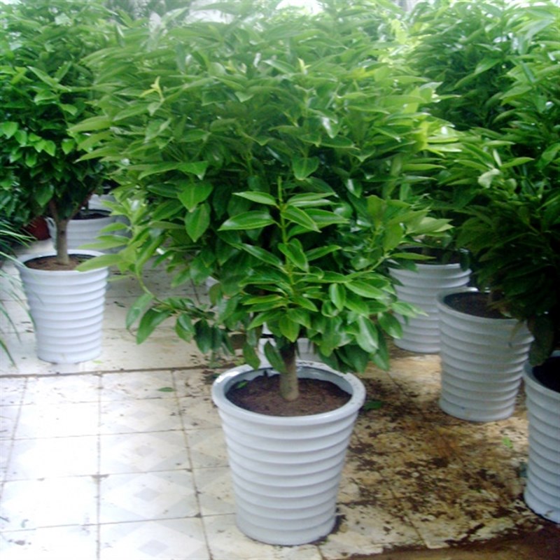 花卉绿植室内花平安树盆栽发财树盆栽幸福树平安树客厅大盆栽