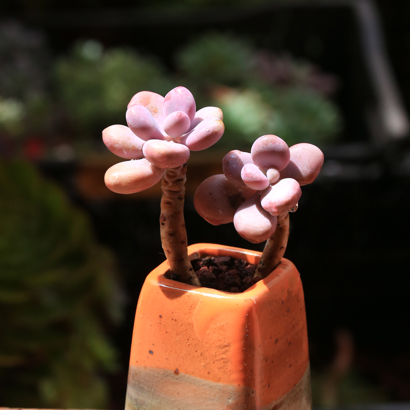 桃蛋 桃之卵多肉植物木质老桩2头起梦想花园净化空气肉肉绿植盆栽