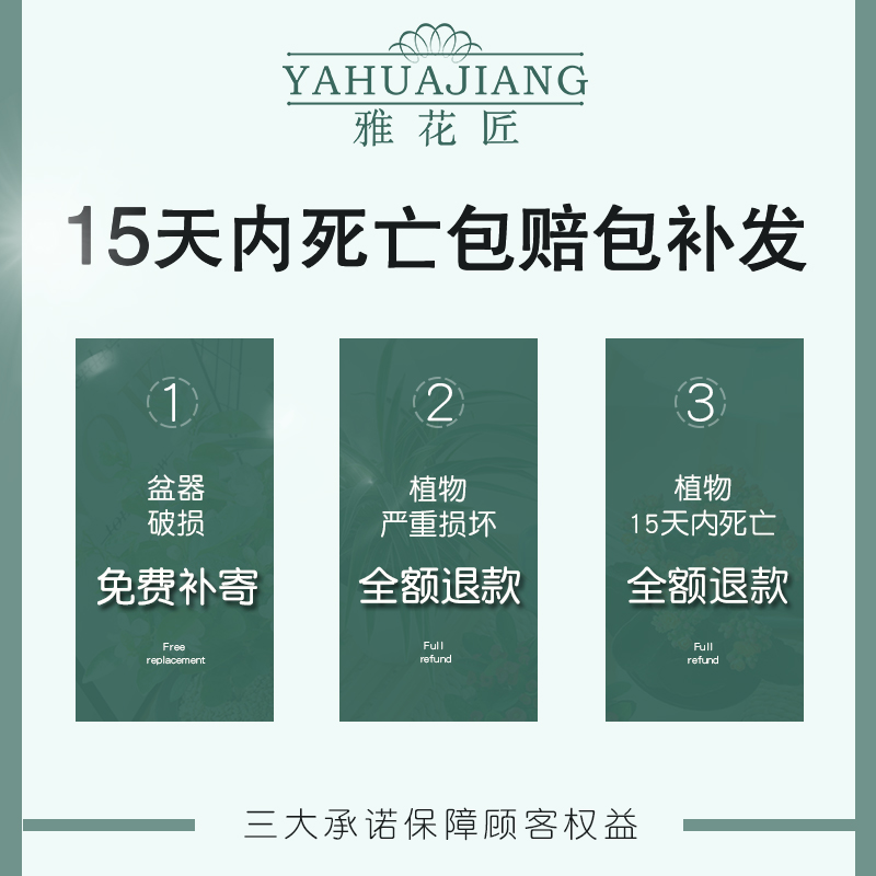 长寿茉莉花发财树花卉盆栽植物室内小绿植吊兰芦荟四季九里香好养