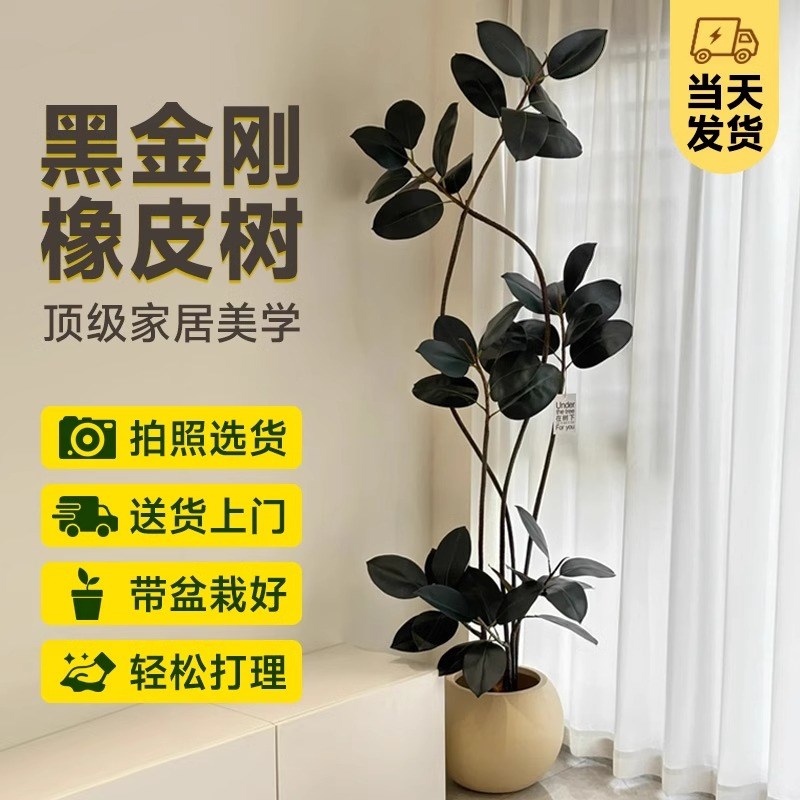 黑金刚橡皮树客厅大盆栽造型办公室内阳台大型绿植物四季好养真树