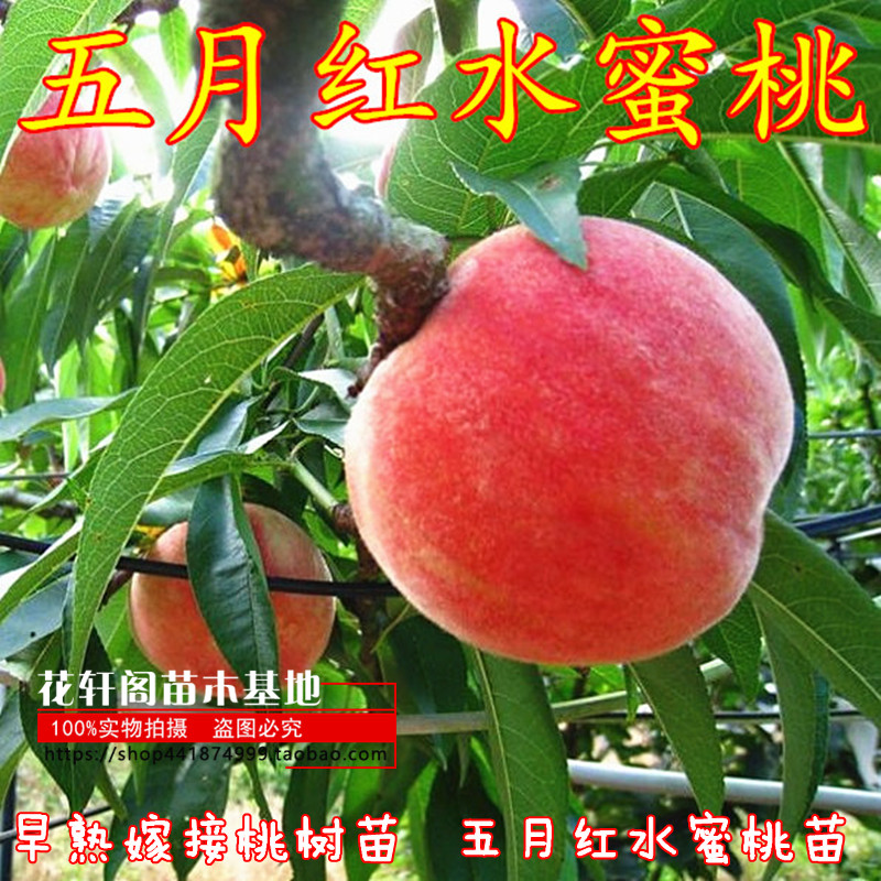 早熟嫁接桃树苗五月红水