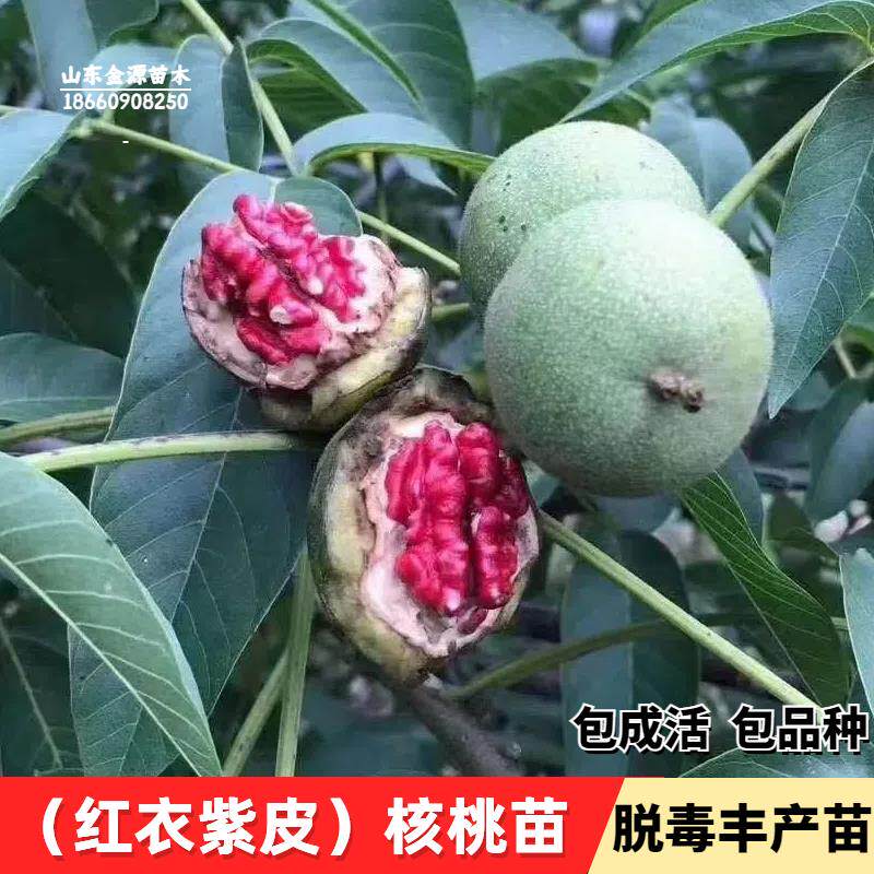嫁接美国红衣核桃树果苗肉