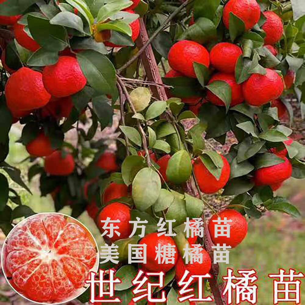 美国糖橘苗世纪红橘苗东方红橘苗清香蜜桔苗巴西柑树苗
