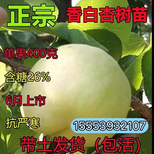 河北大香白杏子树果苗 晚熟杏树果苗 南北方种植当年结果耐寒杏苗