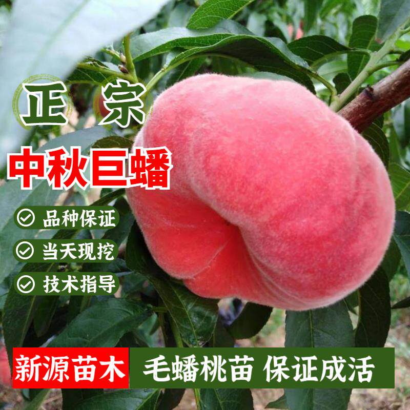 毛蟠桃树苗嫁接晚熟中秋巨蟠桃苗矮化盆栽庭院地栽北南方当年结果