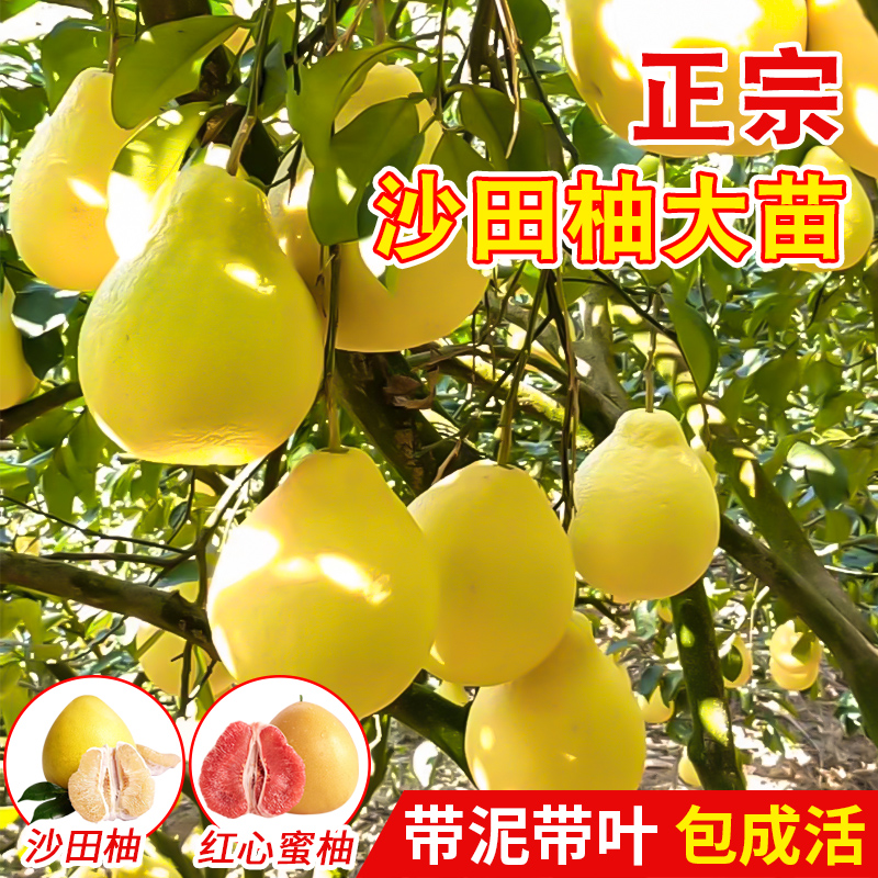 正宗嫁接广西沙田柚子树苗