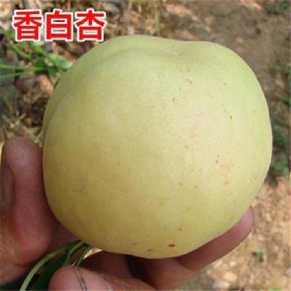 河北大香白杏子树苗甜核大香白杏树苗嫁接早熟特大杏子苗当年结果