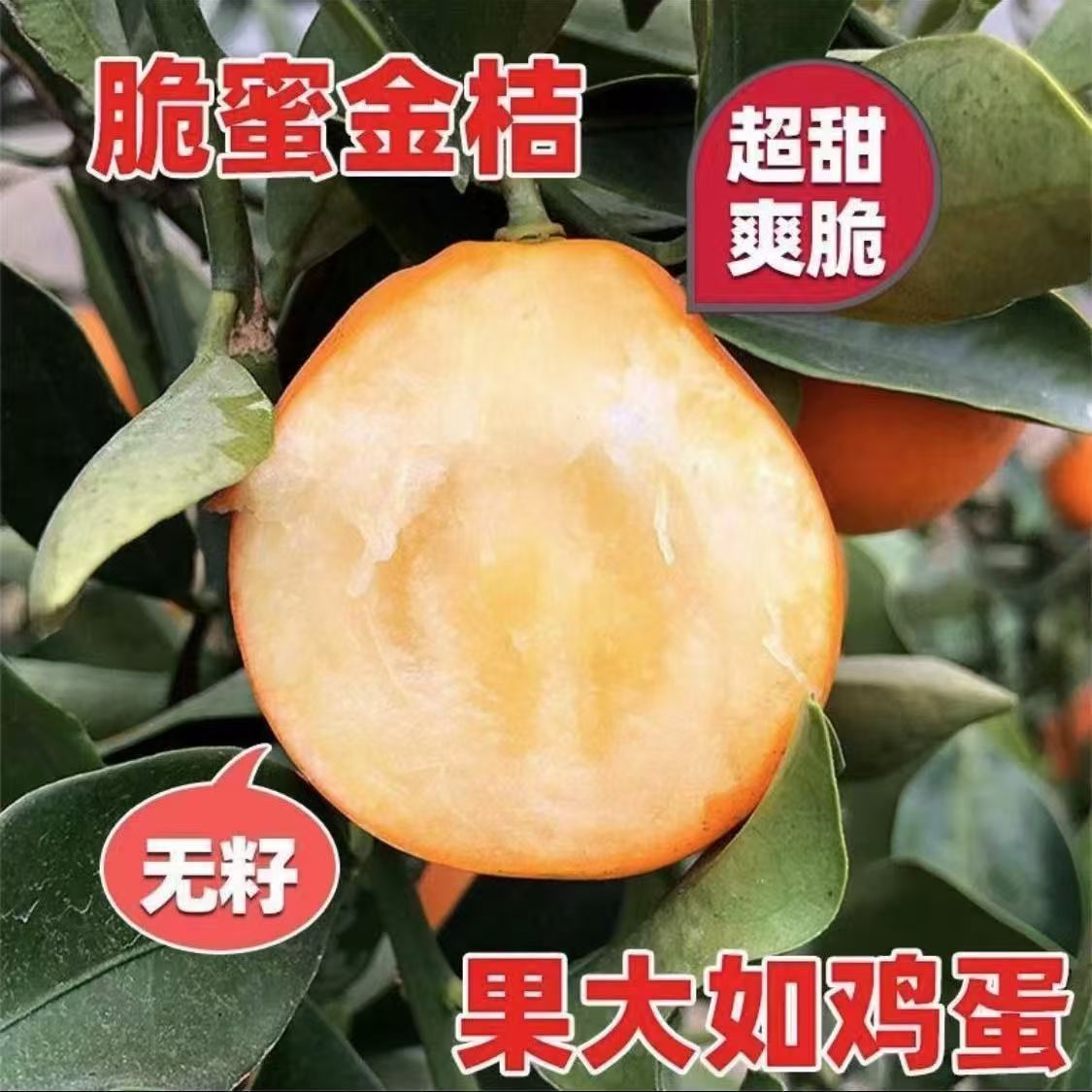 四季融安三代脆蜜金桔树苗