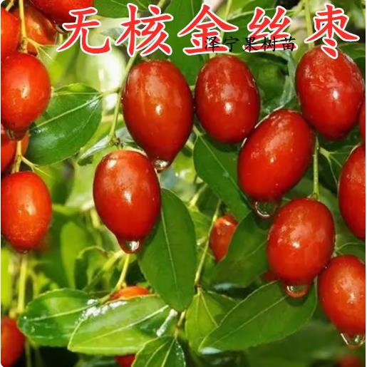 枣树苗嫁接蜜金丝小大果当