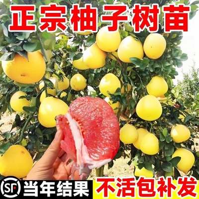 柚子树苗果红心蜜广西大沙