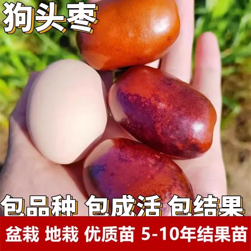 狗头枣树活苗南北方庭院耐寒特大枣树盆栽嫁接枣子树苗当年结果