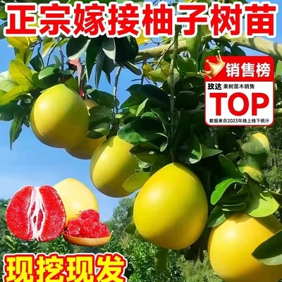 柚子树苗果红心蜜盆栽广西