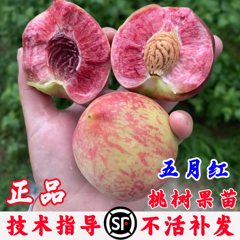 桃树果苗嫁接五月红早熟脆