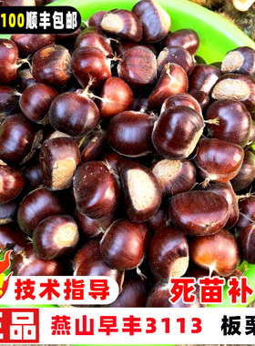 板栗苗树嫁接燕山早丰3113板栗树果苗早熟甜栗子树南北方盆栽地栽