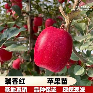 瑞香红苹果树树苗嫁接矮化全红高桩无果锈晚熟北南方种植果树果苗