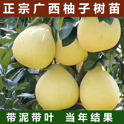 广西容县沙田柚子树苗木嫁