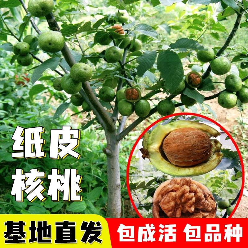 嫁接核桃树苗果树苗南北方种植山核桃苗8518地栽薄壳纸皮当年结果