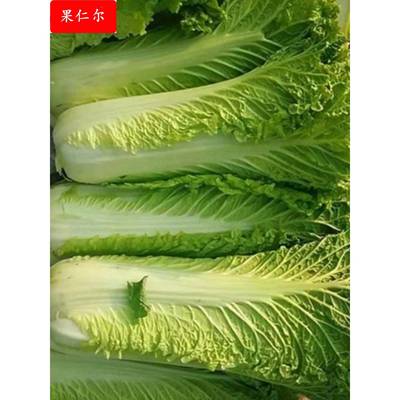 贵州农家自种食用新鲜蔬菜大白菜青口白菜叶子菜甜脆香菜500包