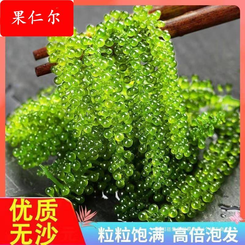 新鲜海葡萄即食盐渍海洋蔬菜植物鱼子酱海藻带菜草寿司食材100