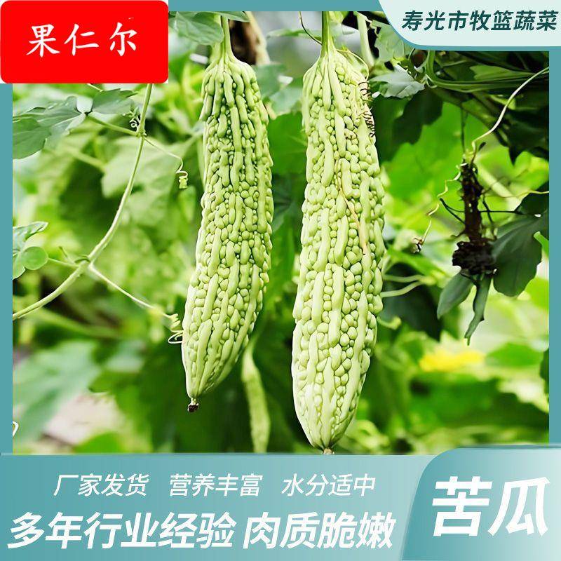 苦瓜5斤农家自种凉瓜苦瓜脆嫩营养蔬菜山东产地现摘现发当季