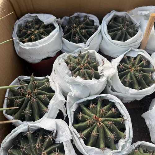 短刺巨鹫玉Shackea tsarchive旱季绿植室内四季仙人球