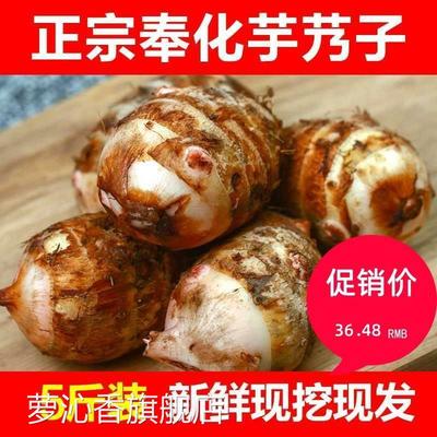 广西荔浦芋头旗舰店正宗奉化特产芋艿头小芋头5斤 非溪口新鲜农家