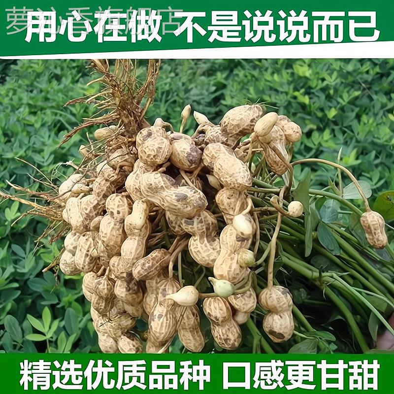 2024年新水煮花生晒干原味白晒奶香带壳农家盐咸干日晒花生零食