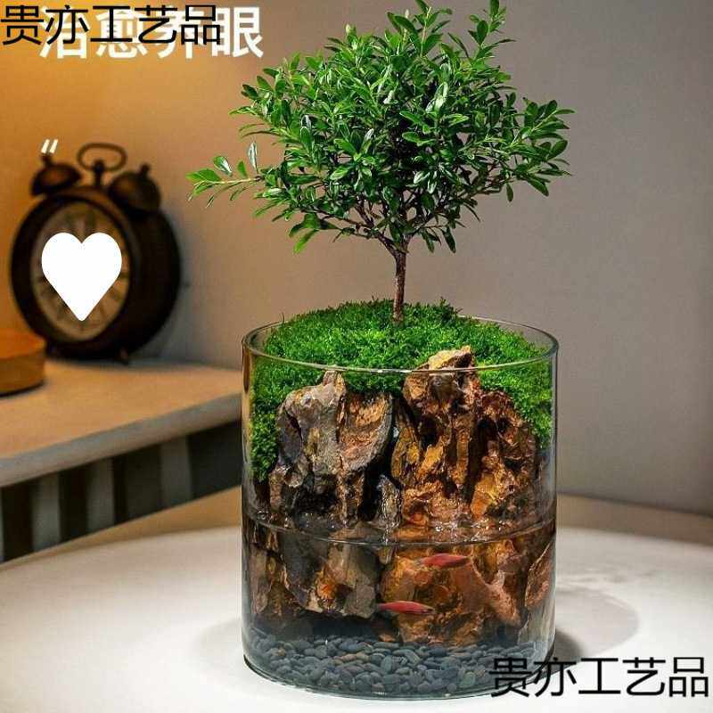 生命之树懒人水陆缸养鱼龟微景观生态瓶苔藓赤楠办园艺花瓶工艺品