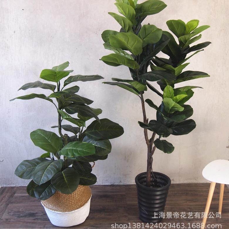 真过胶手感落地橡皮树高级琴叶榕客厅家居设计摄影造型盆景