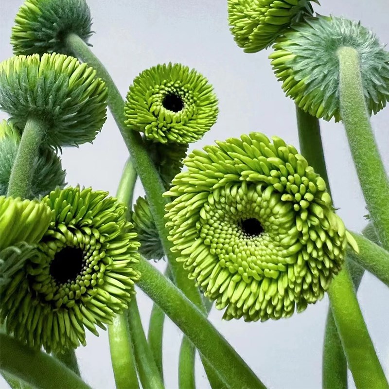 绿宝石弗朗鲜花家l用水养插花云南基地直发鲜切花扶郎观赏非洲菊