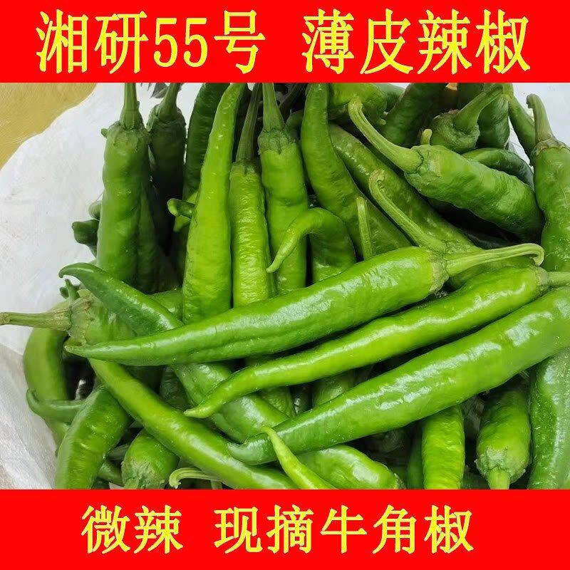 广西湘研正宗55软皮2307辣椒新鲜微辣薄皮青椒尖椒农家现摘