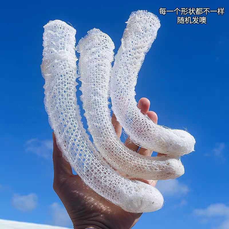 天然网螺与子偕老同穴海螺俪虾装裱画框婚庆男女情侣结婚爱情礼物