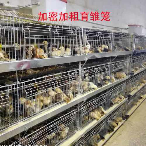 加粗加密小鸡笼育雏笼鸭子孔雀苗笼子4层一体式雏鸡小鸡小鸭鹅苗