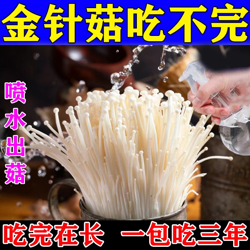 金针菇种植菌包家庭自种菇蘑菌z包菌菇种植可食用家种菌种懒人专