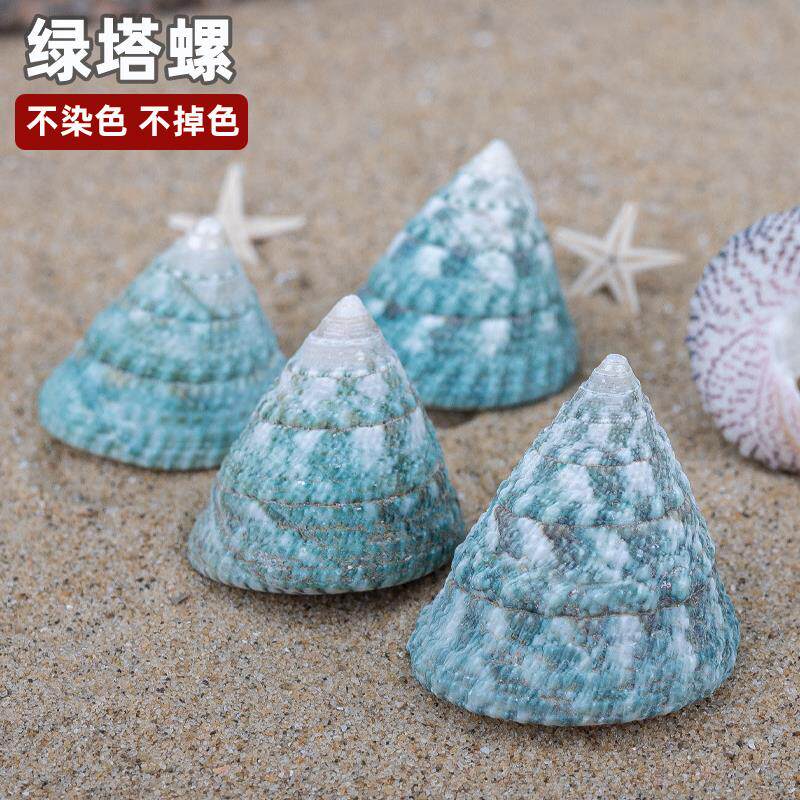 天然海螺贝壳绿塔螺家居摆设道具鱼缸水族造景地台布置绿色海螺图片