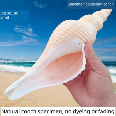 天然海螺，螺壳长香，螺环，螺切口可吹，螺环道角，螺饰老螺