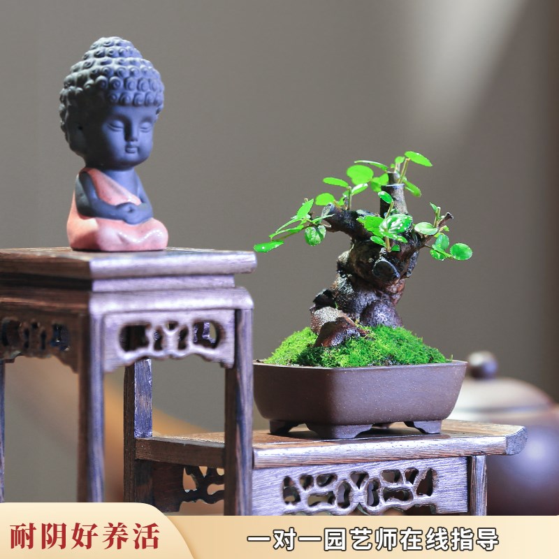 矮霸雀梅老桩盆景室内植物客厅旺宅绿植茶室书桌办公室迷你盆栽