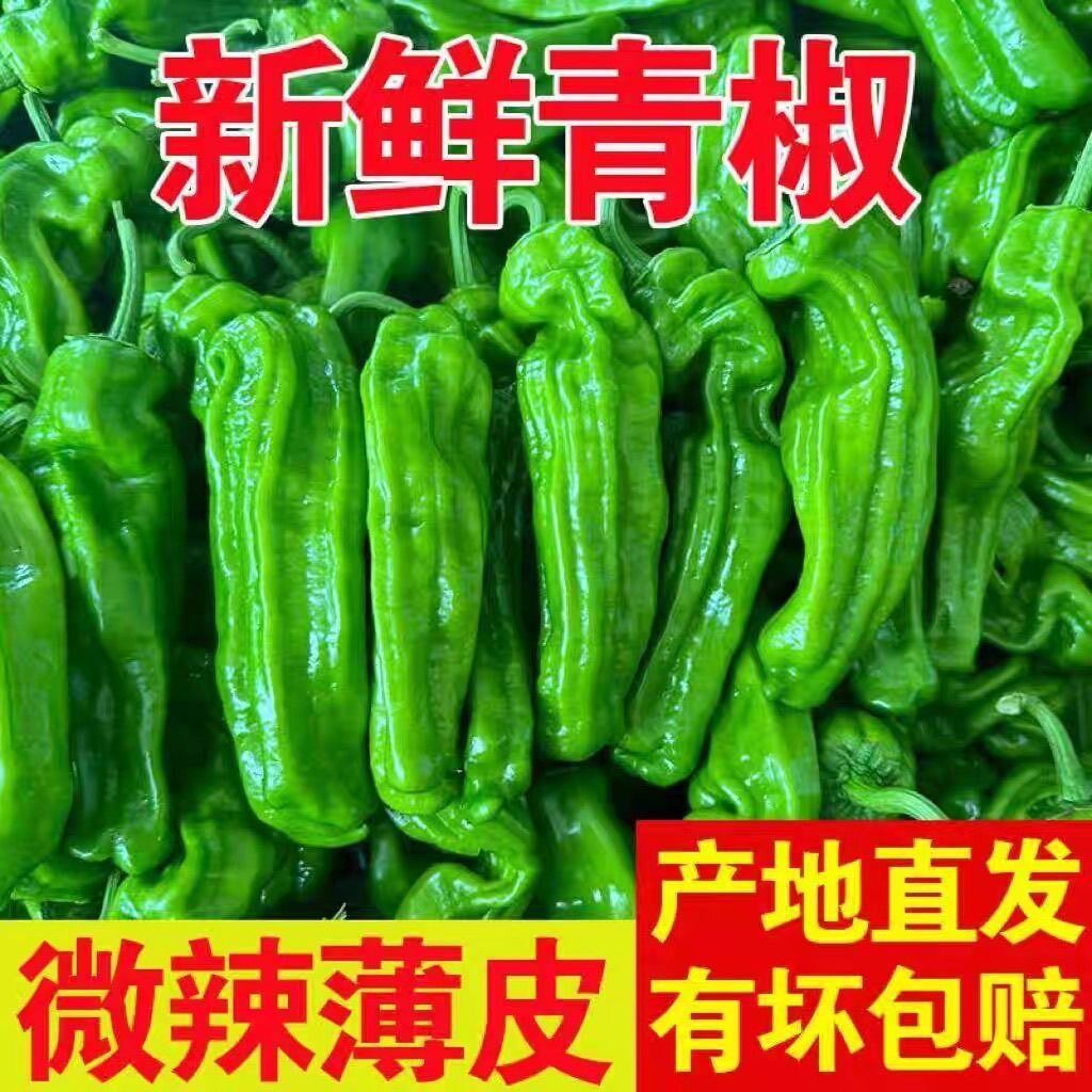 新鲜青辣椒农家自种青椒薄皮椒微辣芜湖椒虎皮椒应季新鲜蔬菜