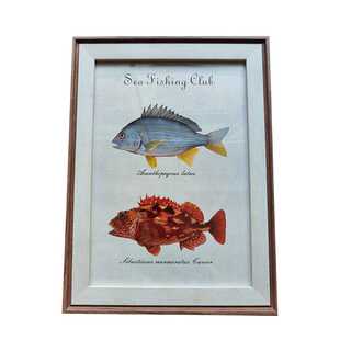 黄鳍棘鲷 褐菖鲉 石九公 石狗公A4画框挂墙摆件打印画挂画摆画