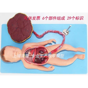 胎儿血液循环模型 出生婴儿脐带胎盘模型 婴儿内脏 婴儿心脏模