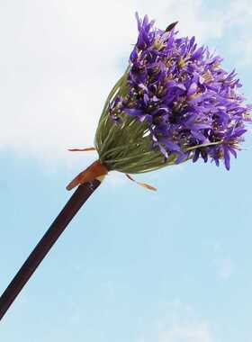 高仿真紫色粉色棱叶韭百子莲 葱 球假花花艺配花假花仿真花 客厅