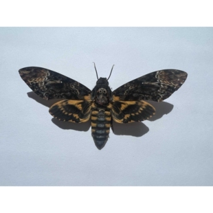 ?鬼面天蛾未展翅原蛾