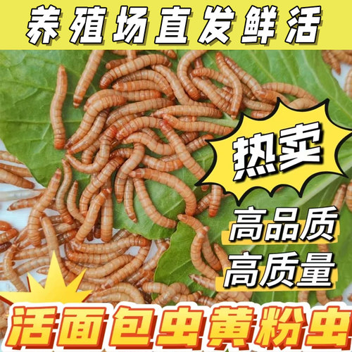 活面包虫活饵蛋白虫鸡鸭鸟鼠鱼粮