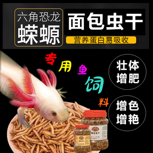 蝾螈专用粮六角恐龙鱼饲料高蛋白面包虫干娃娃鱼龙鱼 优质虫干