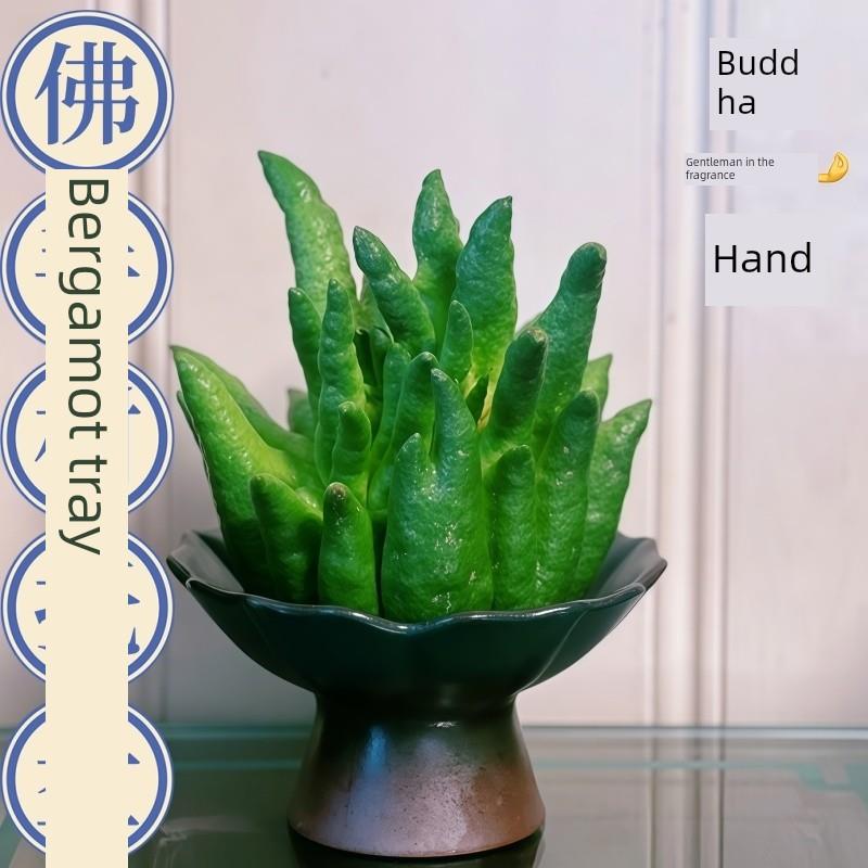 佛手柑托盘，中国风陶瓷水培花瓶，高颜值，特别装饰佛手瓜