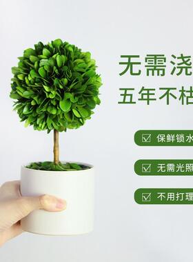 办公室工位桌面绿植上班情绪稳定神器客厅旺宅植物小摆件家居装饰
