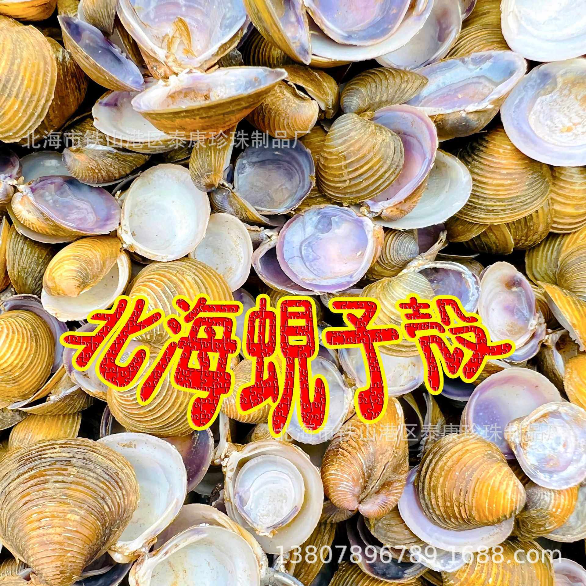 北海蚬子壳 扁螺 黄蚬壳 沙蜊黄金蚶蟟蚌蟟仔 河蚬小河蚌贝壳海螺