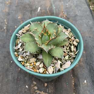 蕾丝龙舌兰仁王冠Agave titanota Filigree大鼻多肉植物潮流块根